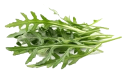 Рукола